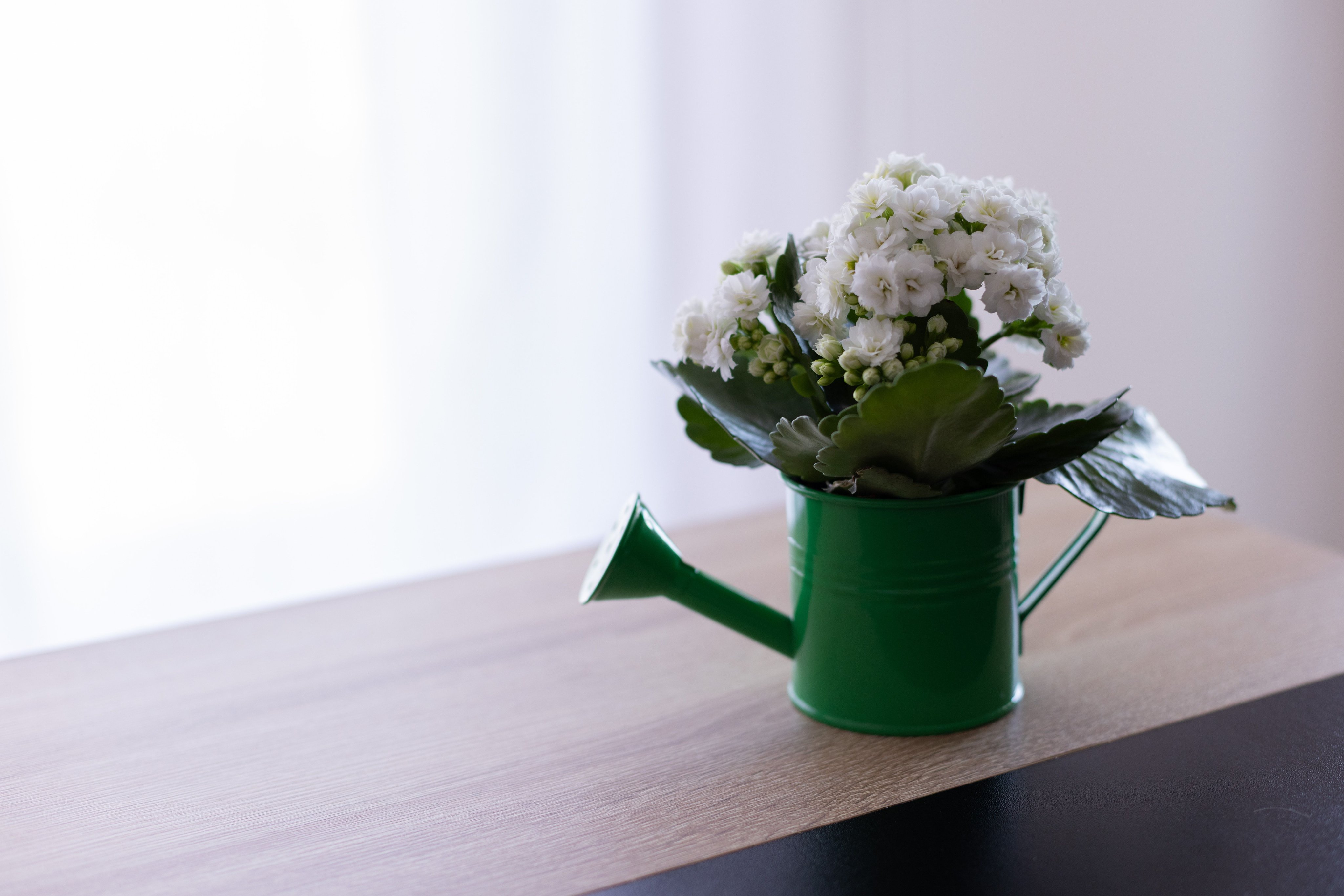 11 Indoor Flowering Plants for Bold Blooms That Last