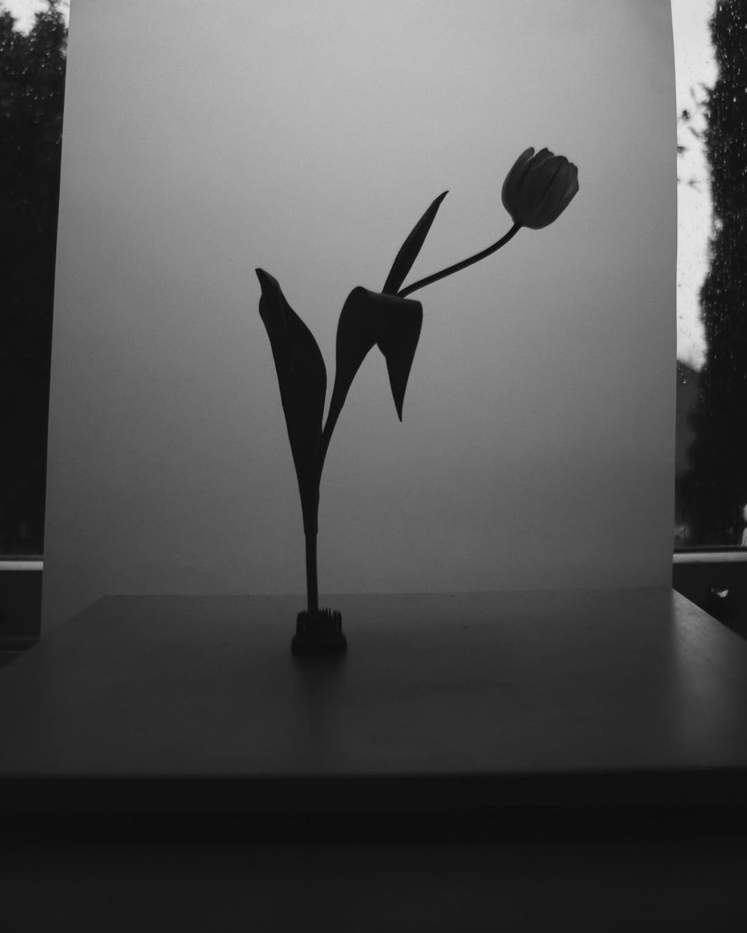 Seeking light