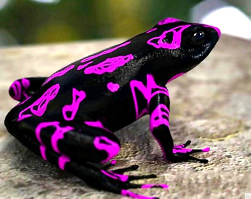 harlequin-toad-pink.jpg