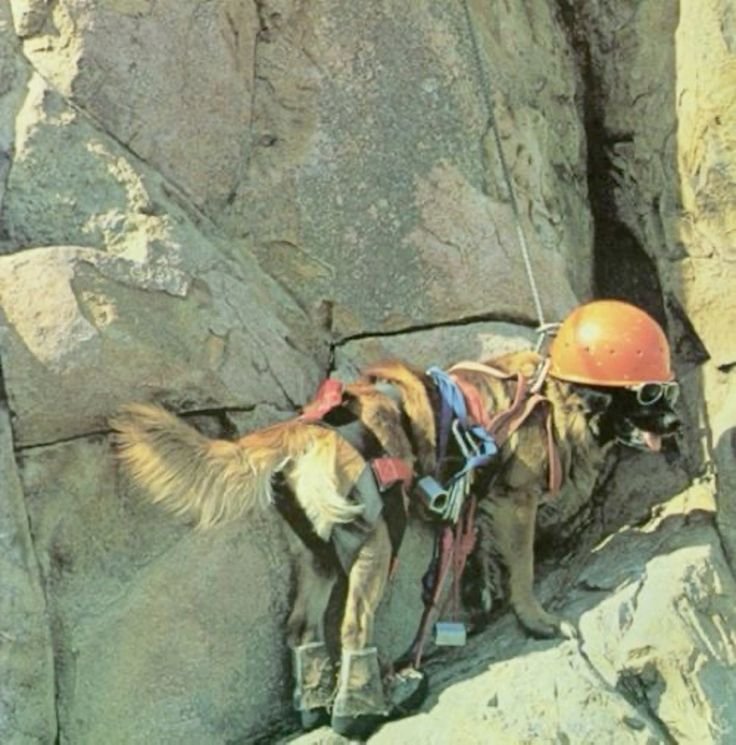 Pin on bitch on rock