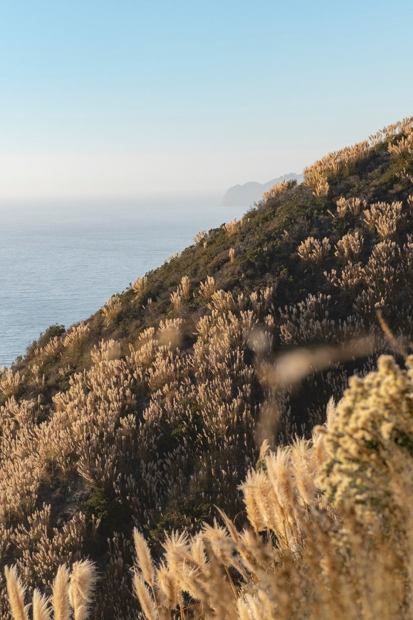 The pampas of Big Sur should be a bigger deal