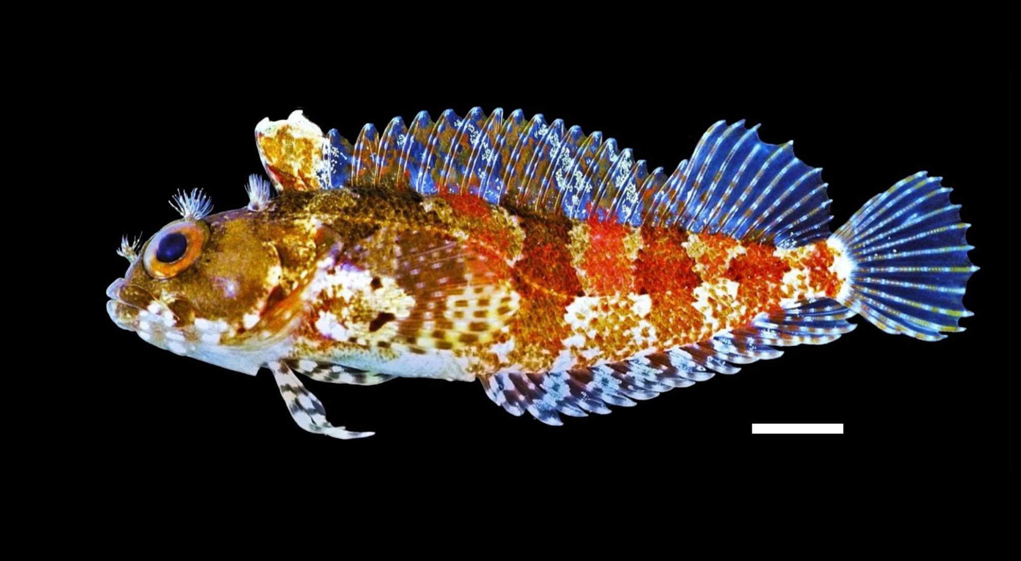 In a Single Year, Ocean Census Scientists Discovered More than 1,100 New Marine Species