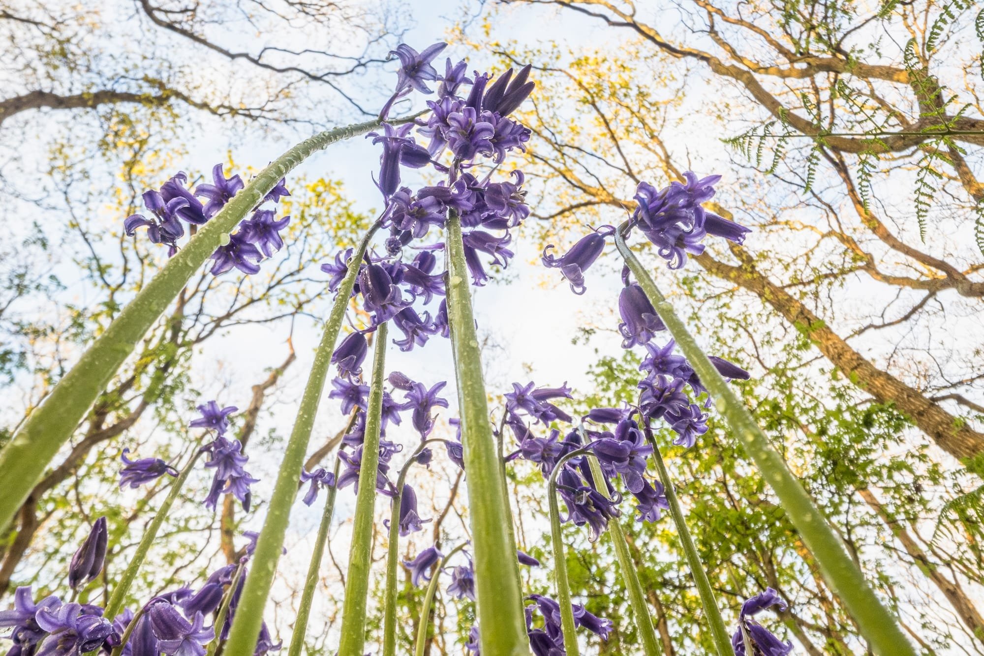 Theo Bosboom Takes a Bug’s-Eye View in His Perspective-Shifting ‘Flowerscapes’