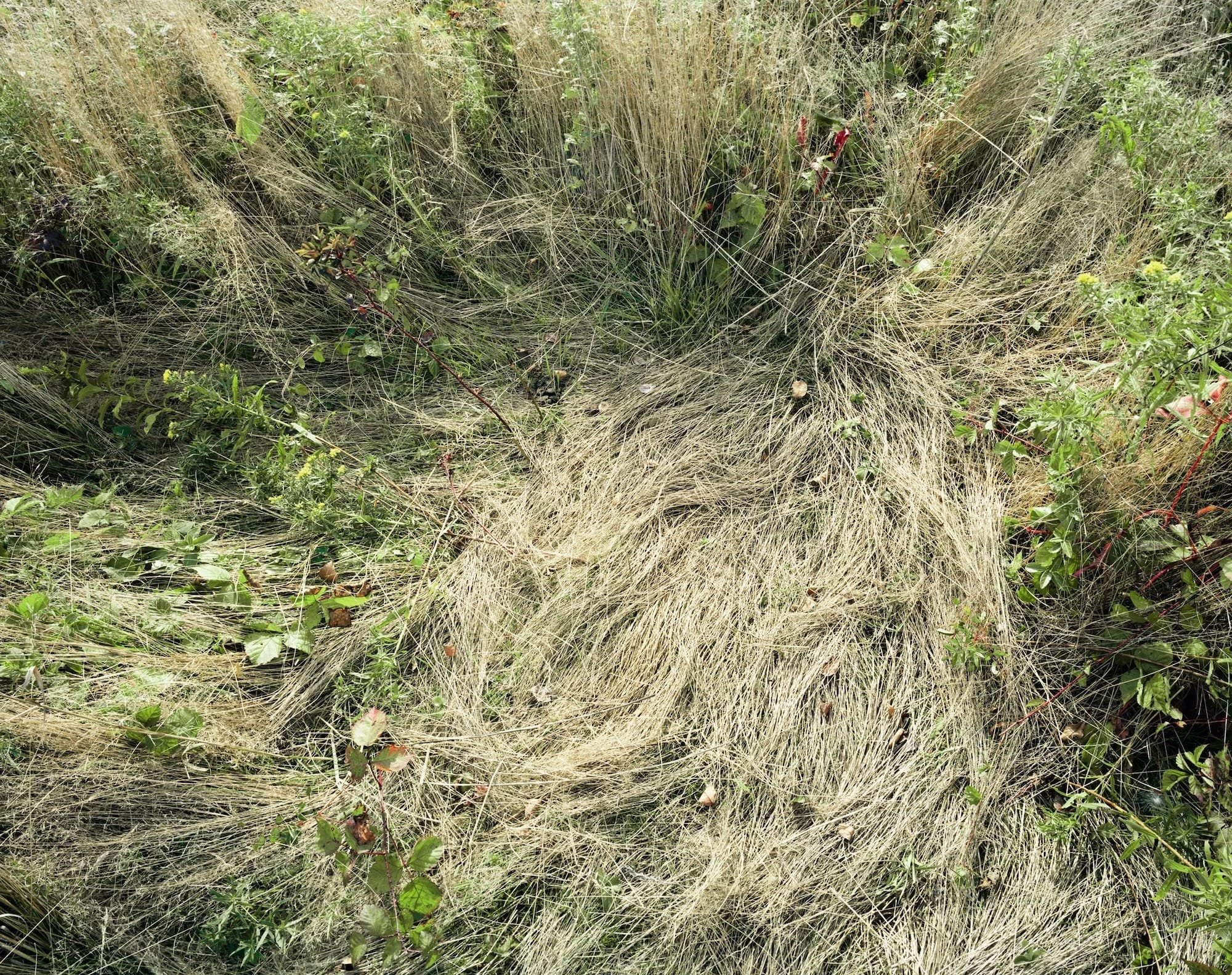 Katherine Wolkoff Meditates on Absence in Her Tender Photos of Deer Beds