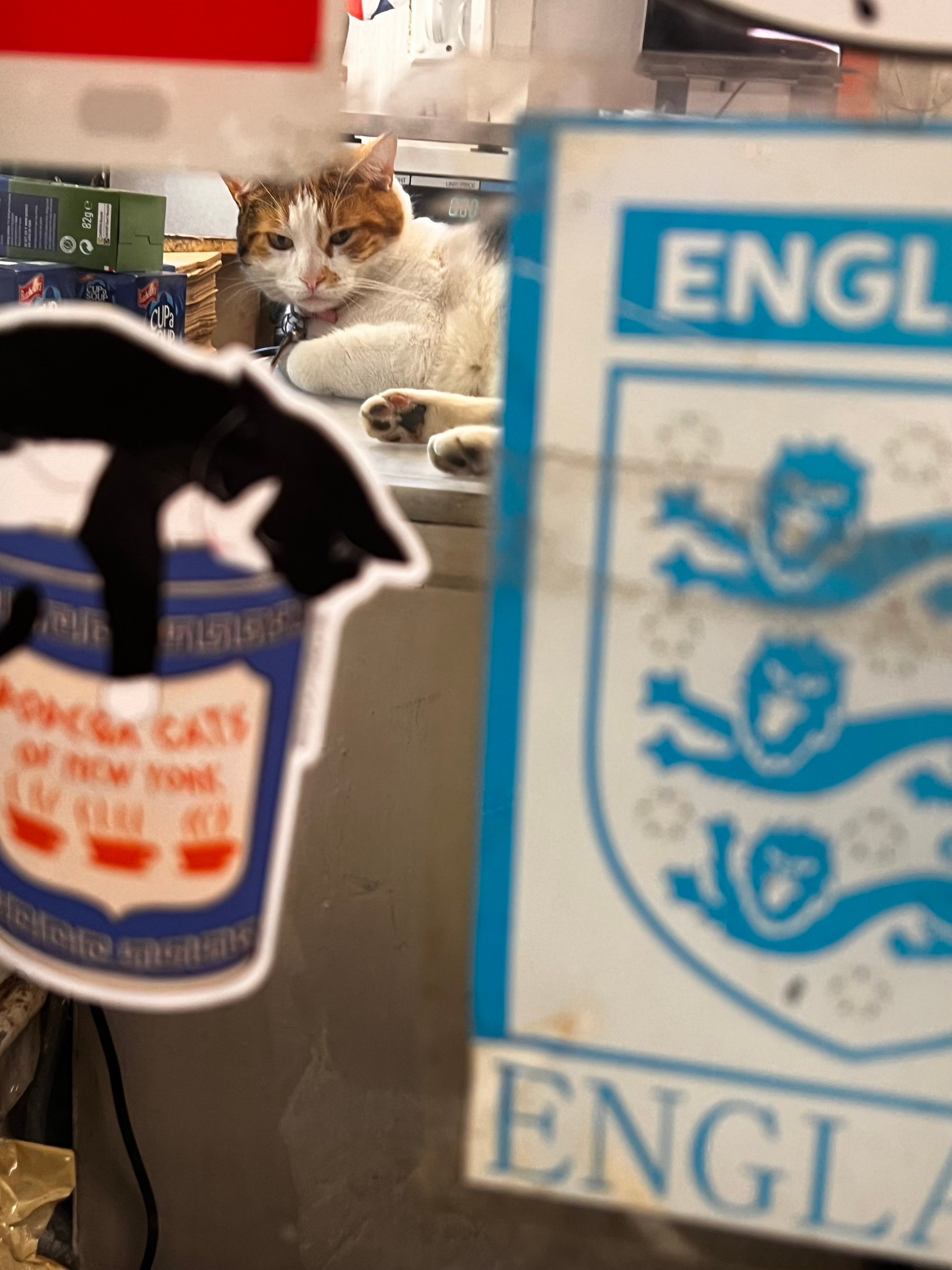 ‘Bodega Cats of New York’ Advocates for the City’s Beloved Feline Shopkeepers