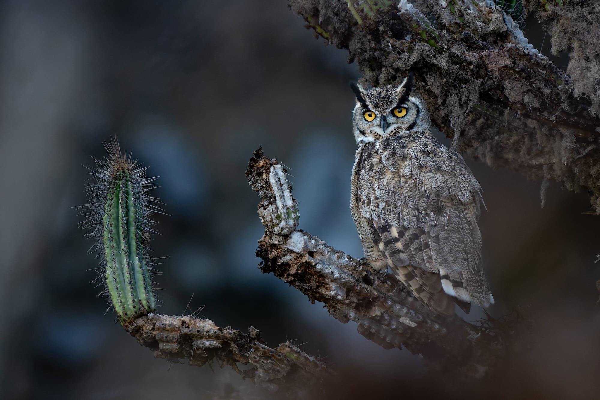 Avian Beauties and Rarities Top the 2026 Audubon Photography Awards