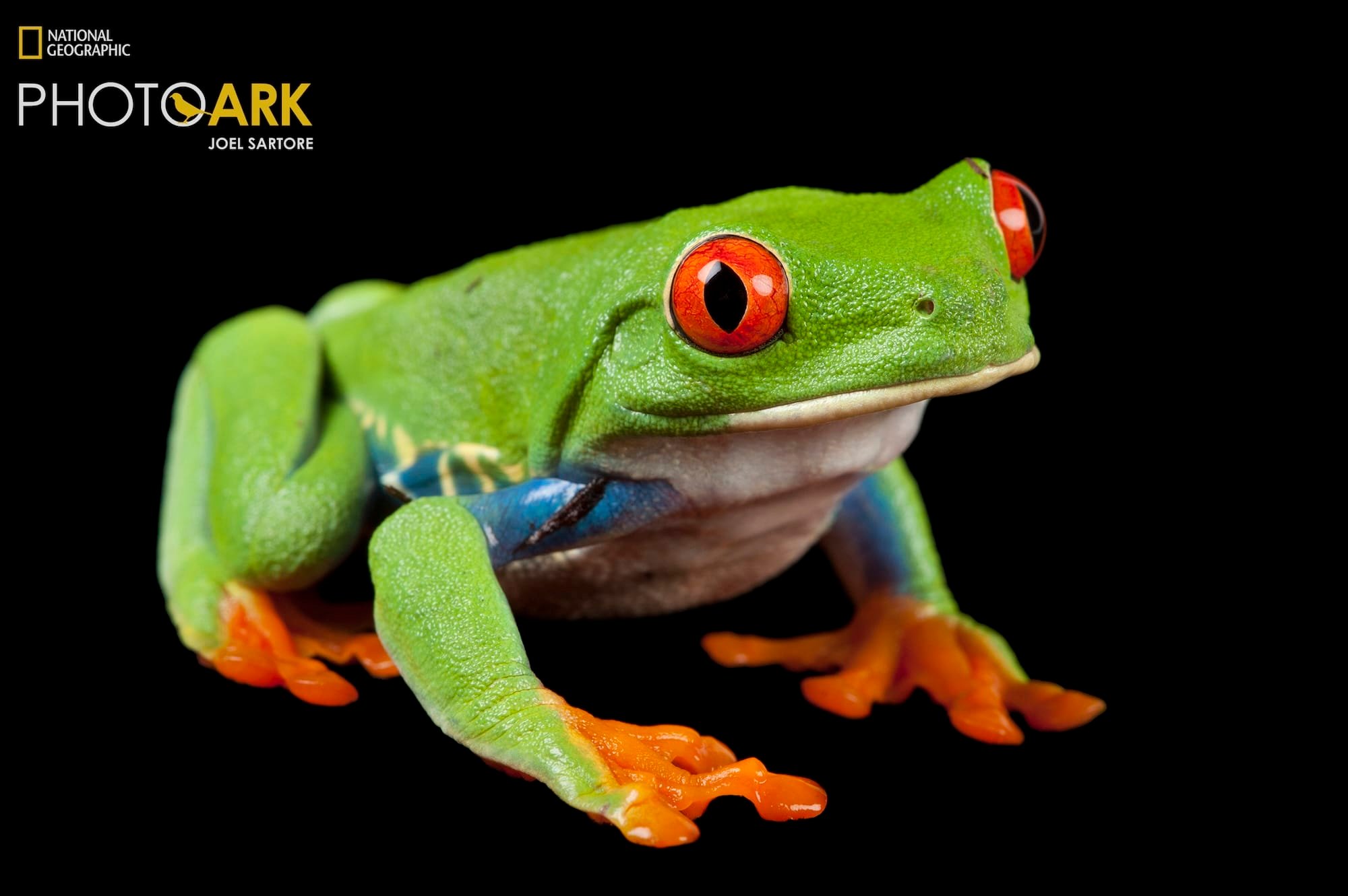 More Than 18,000 Wildlife Species Populate Joel Sartore’s Ambitious ‘Photo Ark’ (So Far!)
