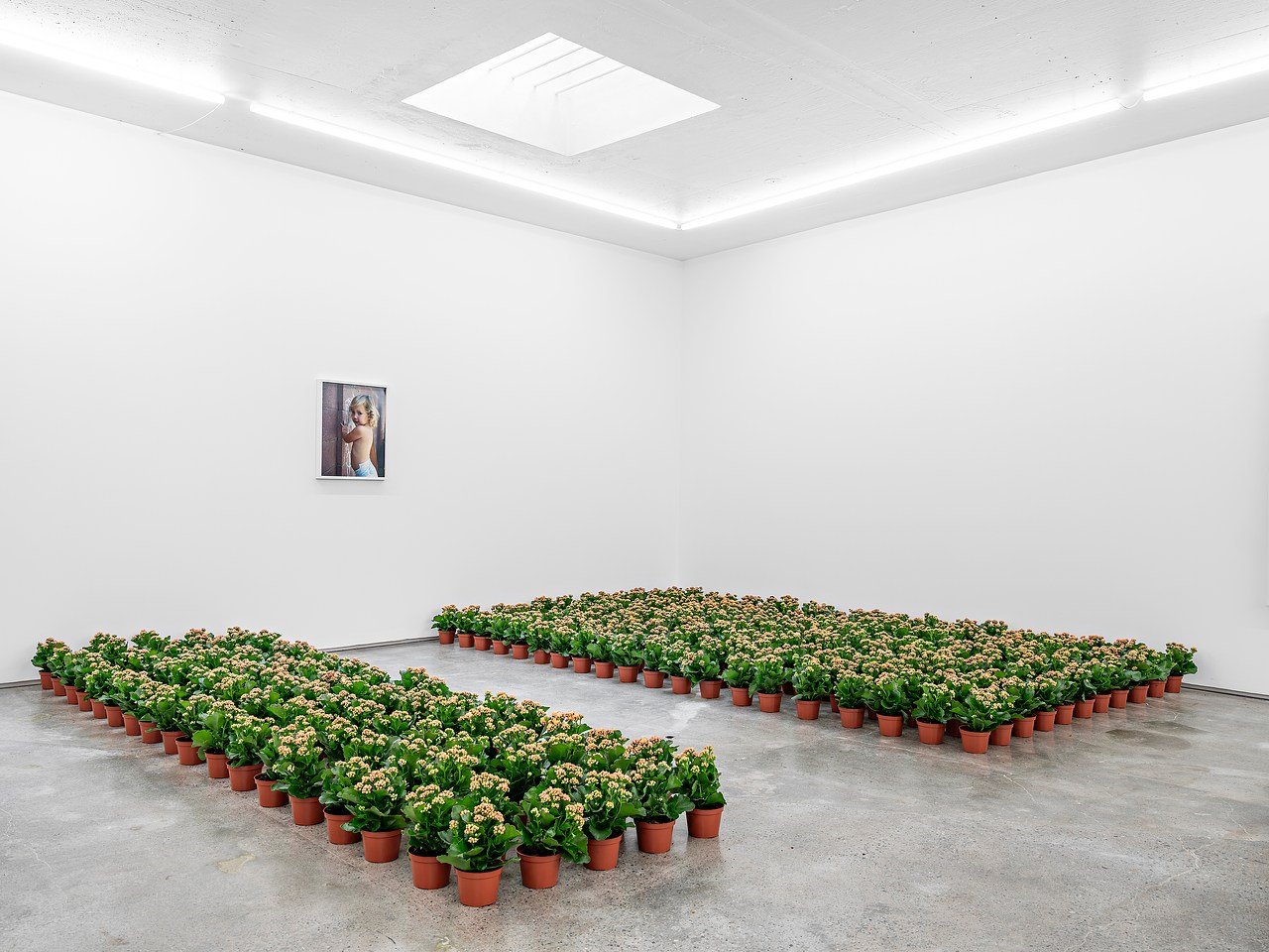 
        Nina Beier, Torbjørn Rødland at STANDARD (OSLO)
      