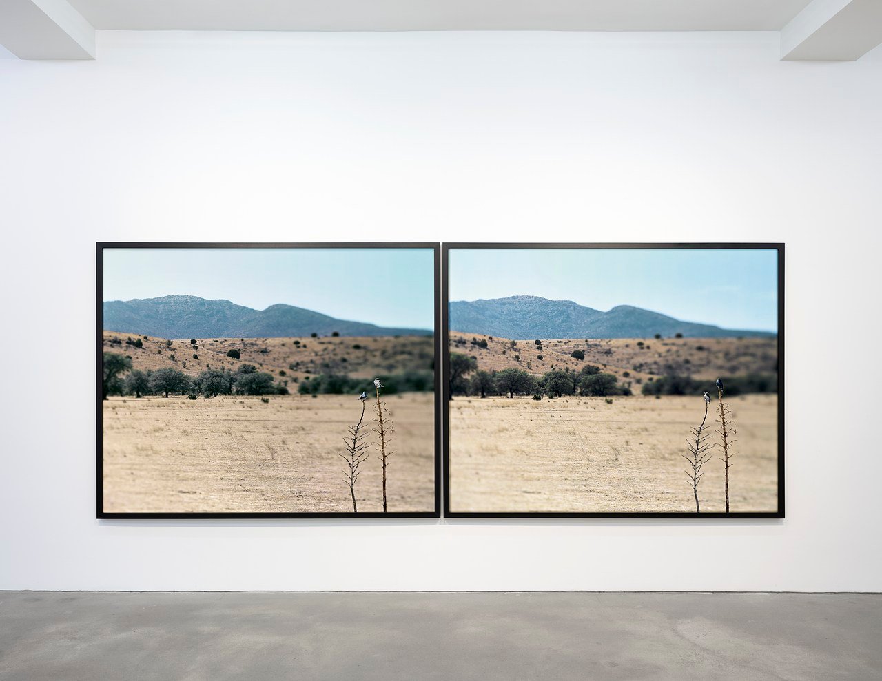 
        Jean-Luc Mylayne at Sprüth Magers
      
