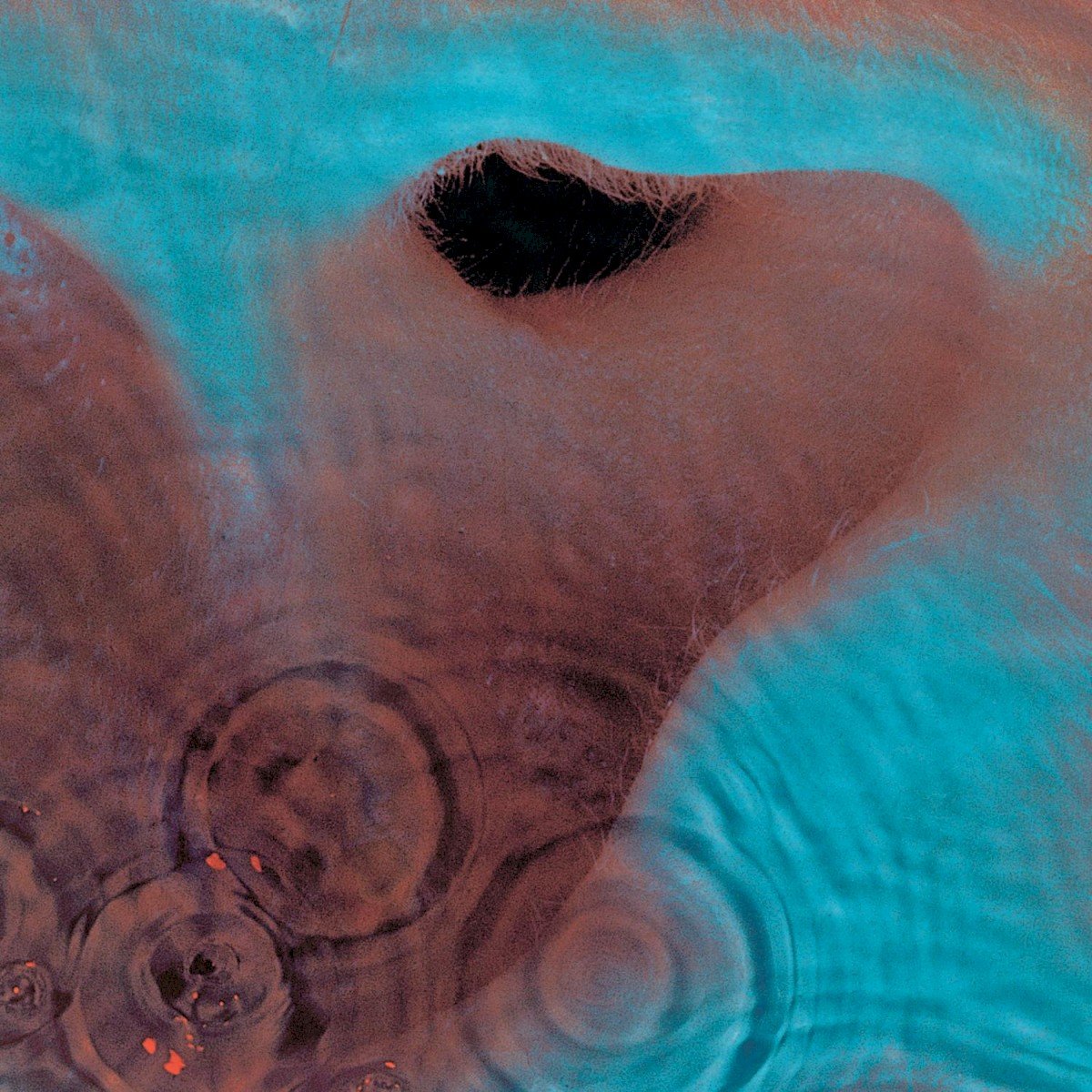 Meddle (1971) — Pink Floyd