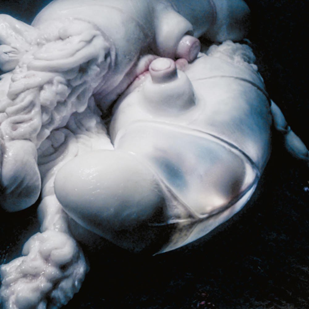 Arisen My Senses (2018) — Björk