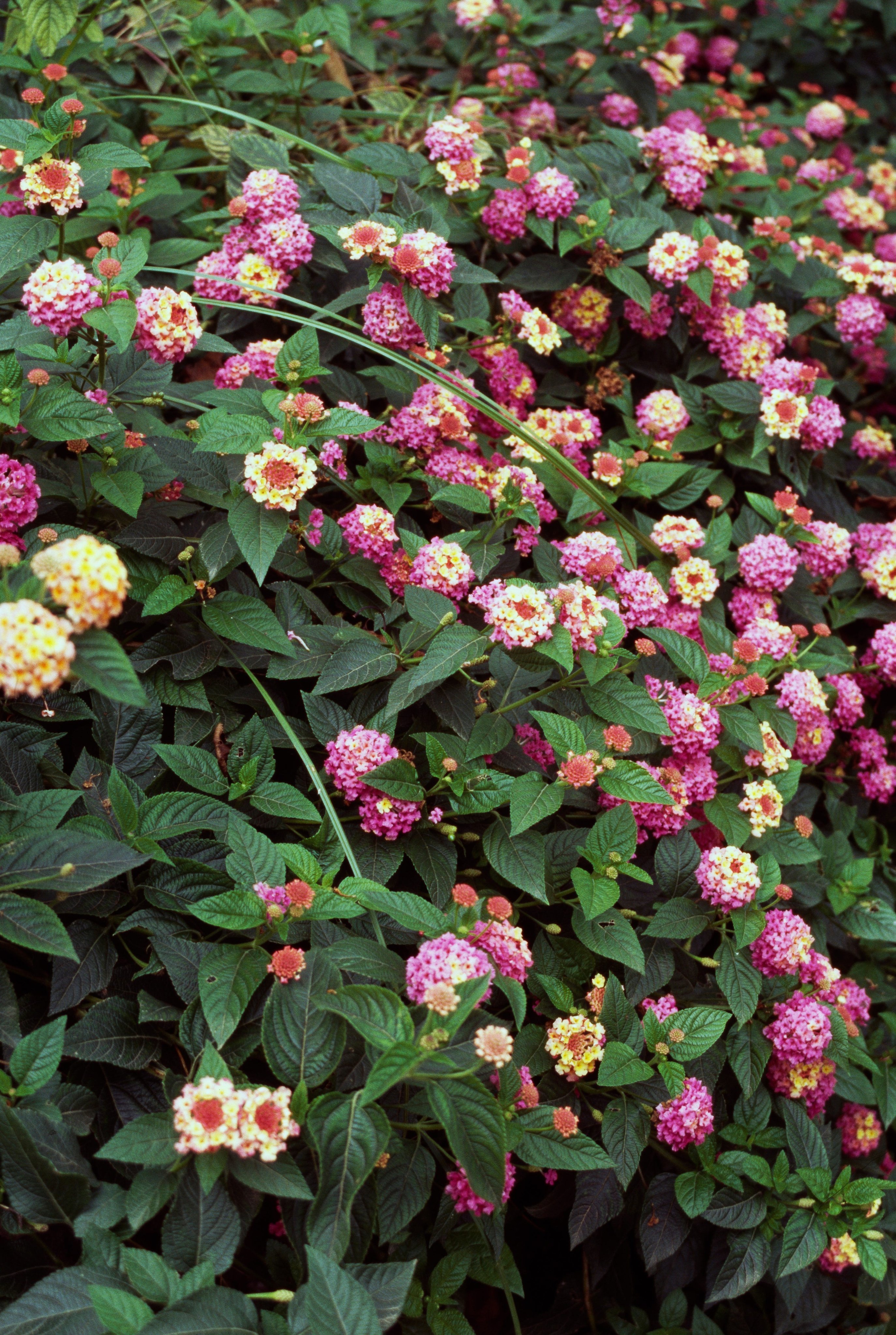 10 Heat-Resistant Plants That Can Handle Summer’s Hottest Days
