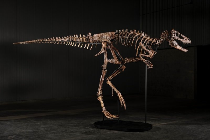 Sotheby's Is Selling One of Only Three Known Nanotyrannus Skeletons for Up to $9 Million USD