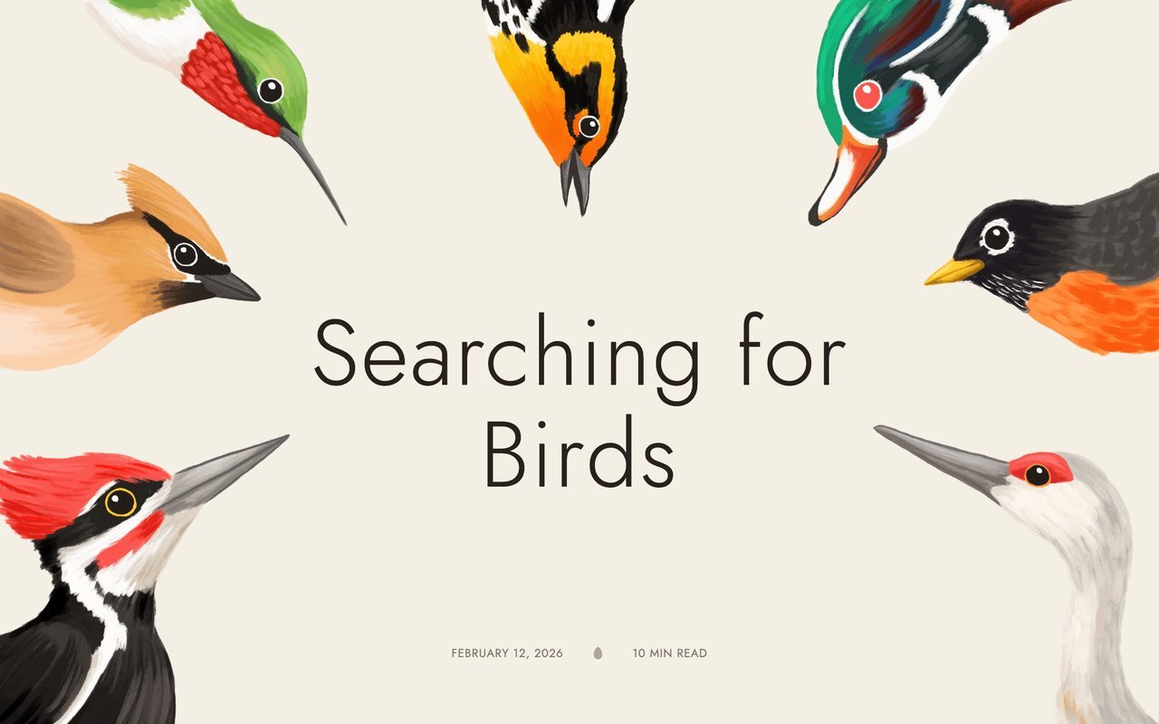 Searching for Birds