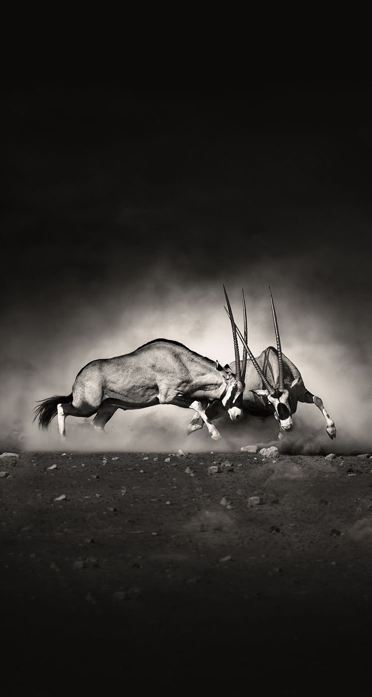 Pin on Photography