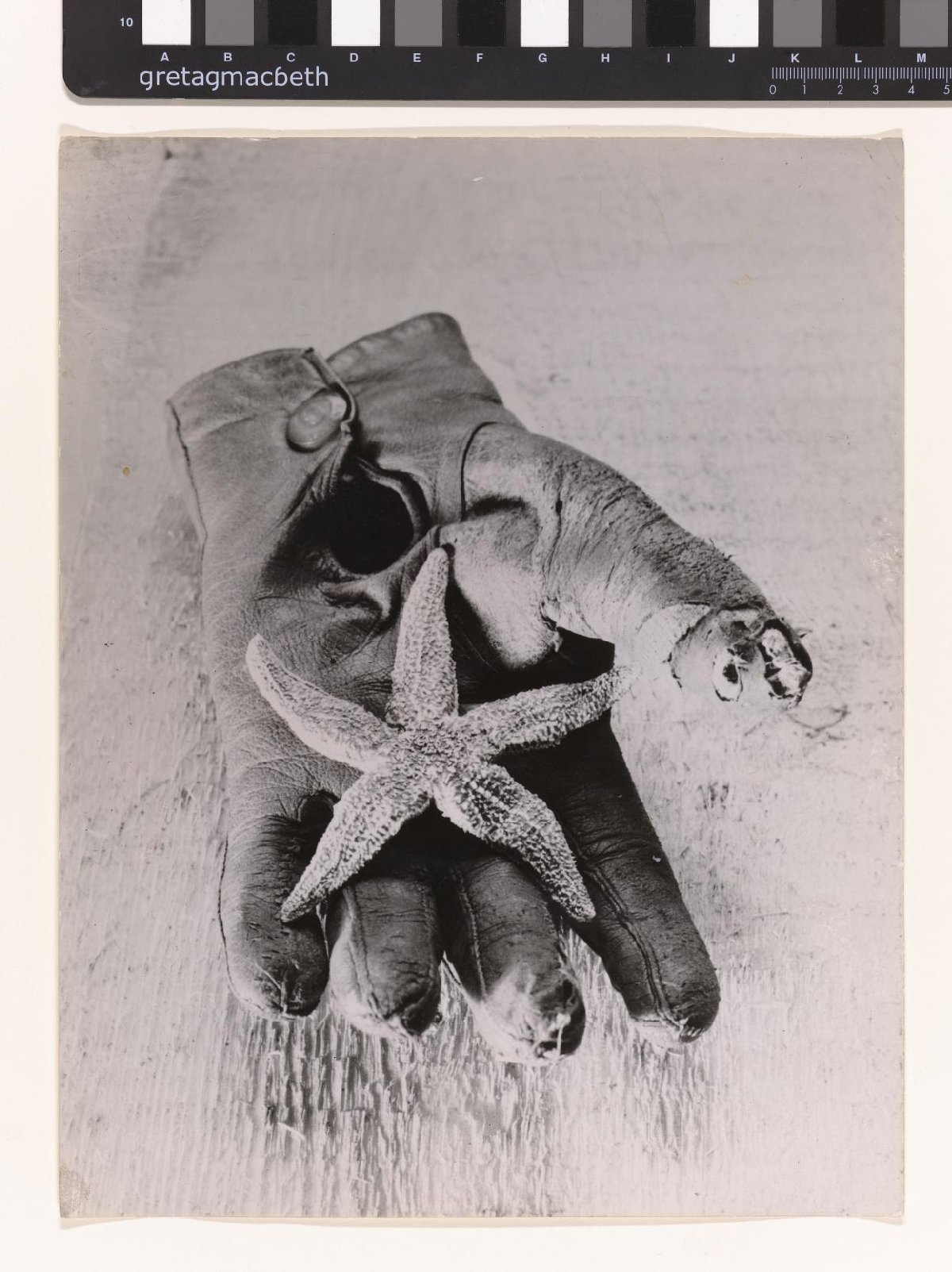 Glove and Starfish