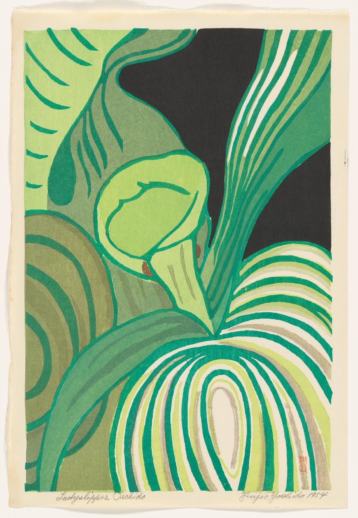 Lady Slipper Orchid