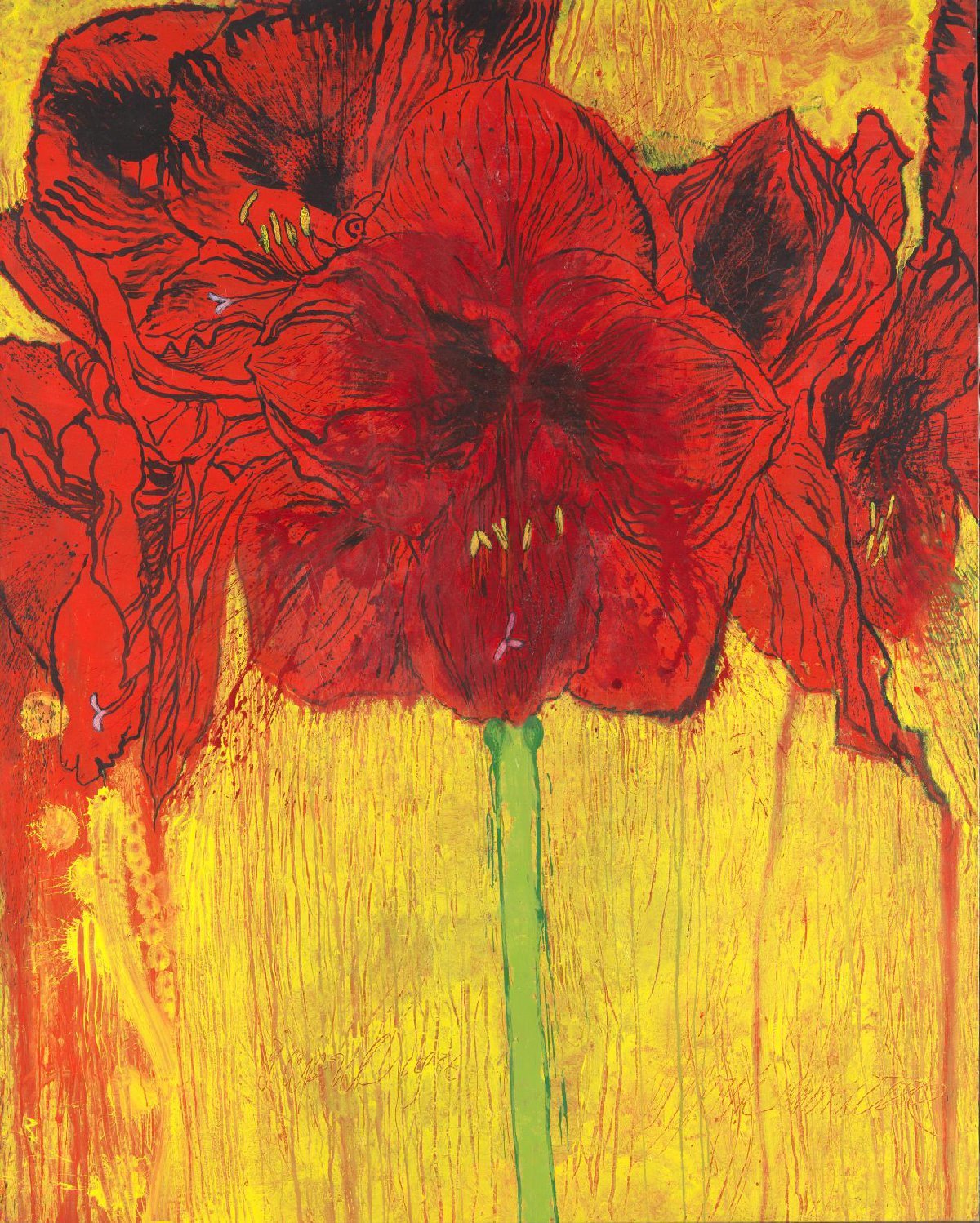 Amaryllis