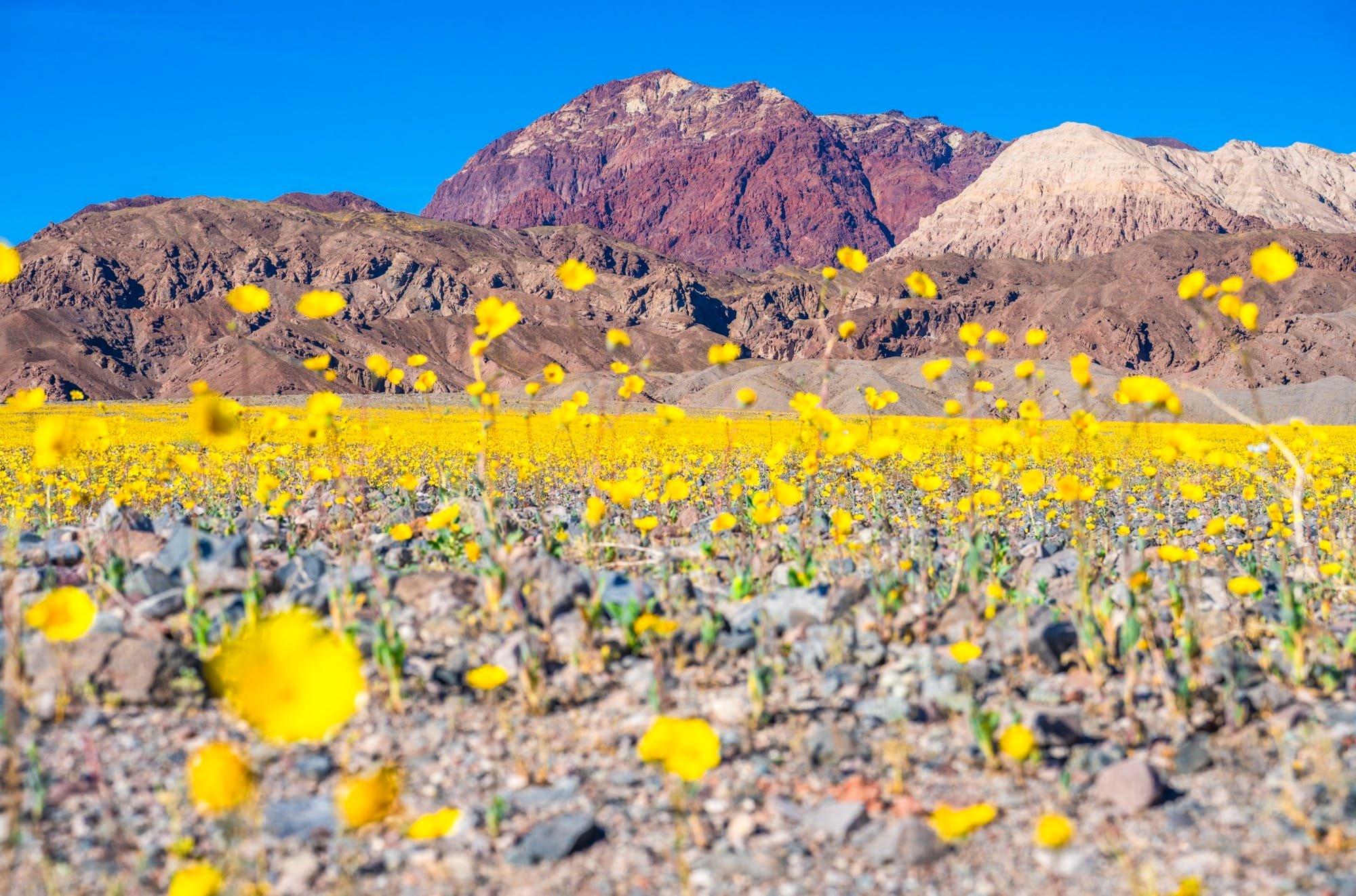 Photographer Dr. Elliot McGucken Seizes a Rare Superbloom in Death Valley