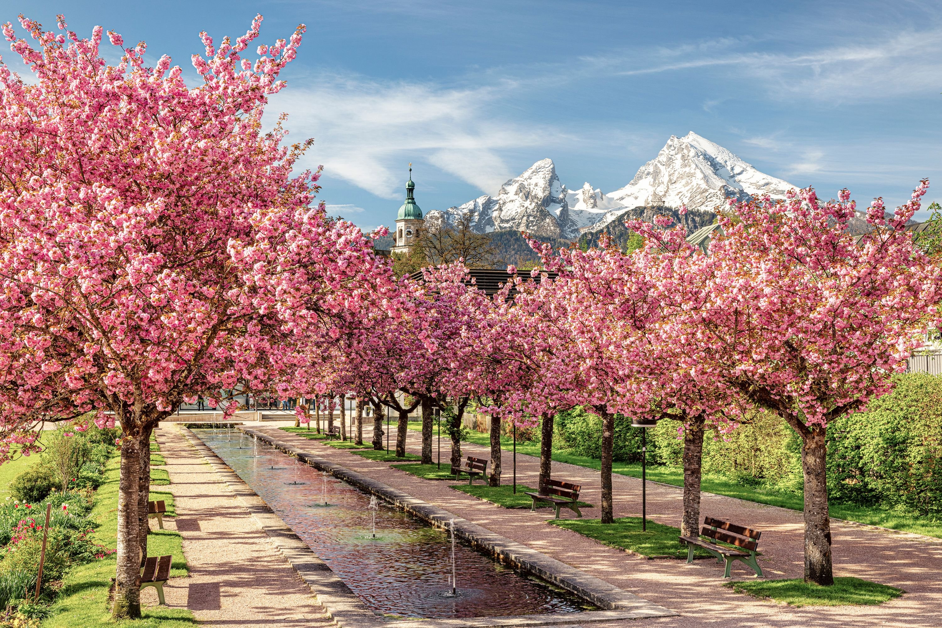 How to Experience Cherry Blossoms Around the World This Spring