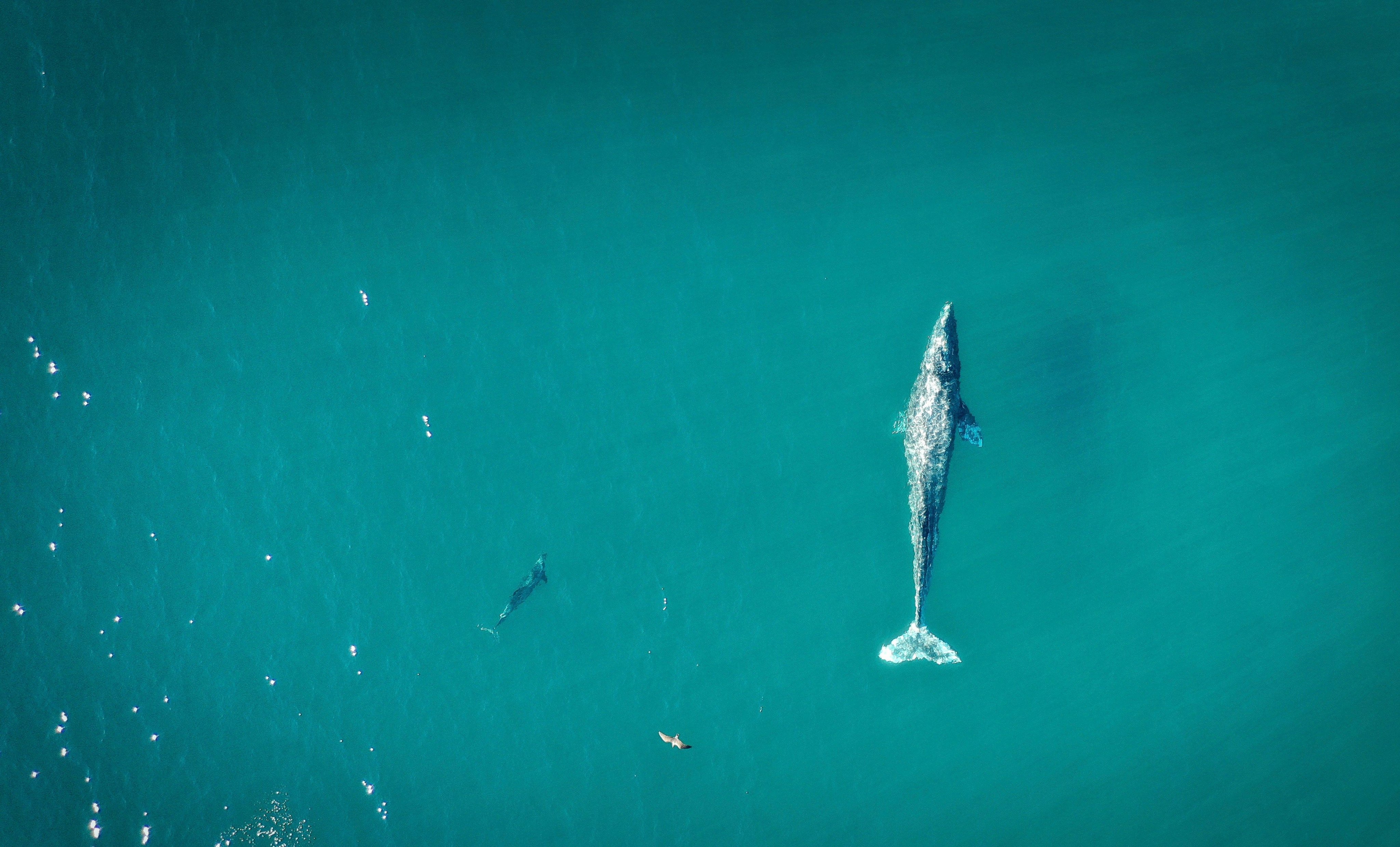 Best Places to Go Whale Watching in California