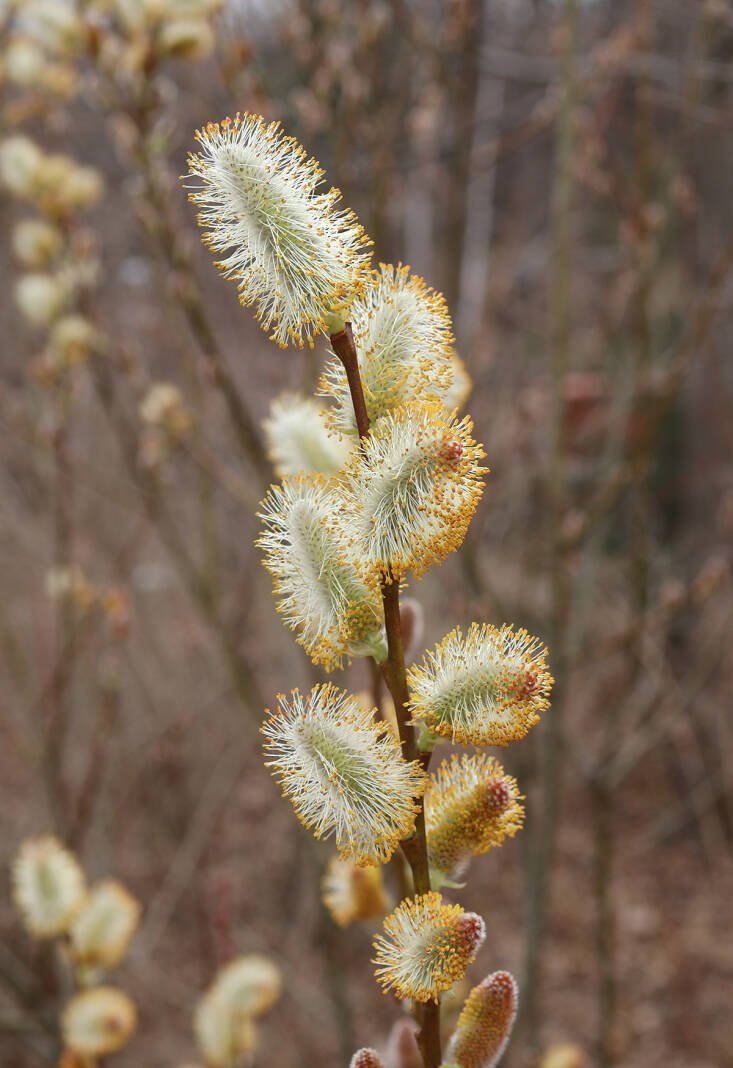 Department of Subtle Pleasures: The Catkins and Cones of Early Spring