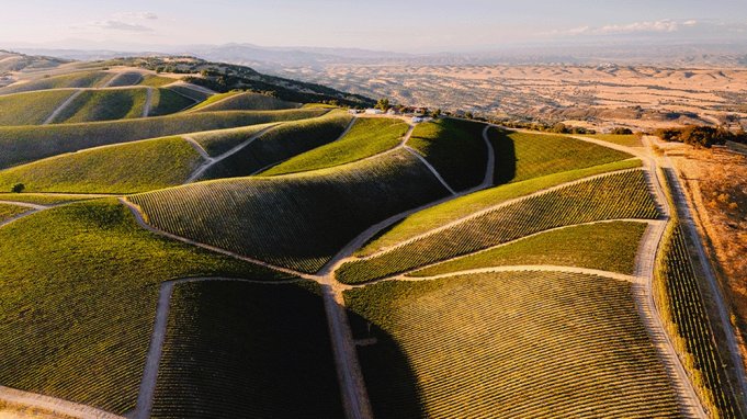Inside PATRIMONY’s Vision for Enduring Cabernet