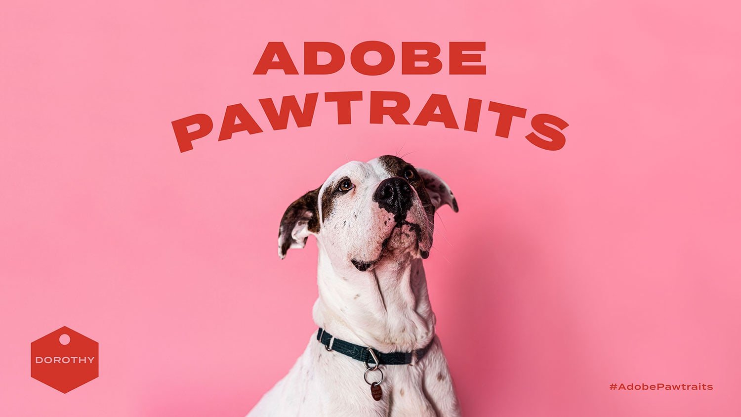 Adobe Pawtraits | Mindsparkle Mag