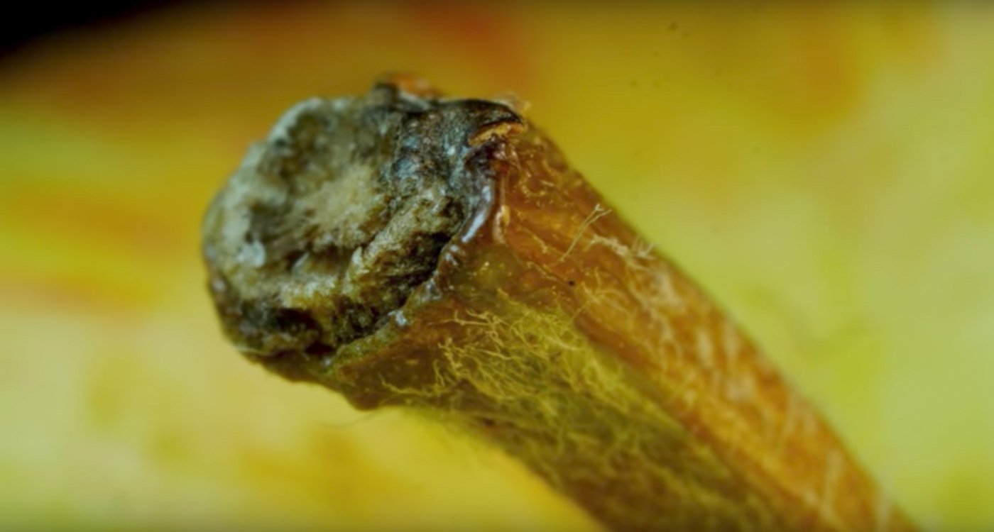 Everyday Objects In Macro | Mindsparkle Mag