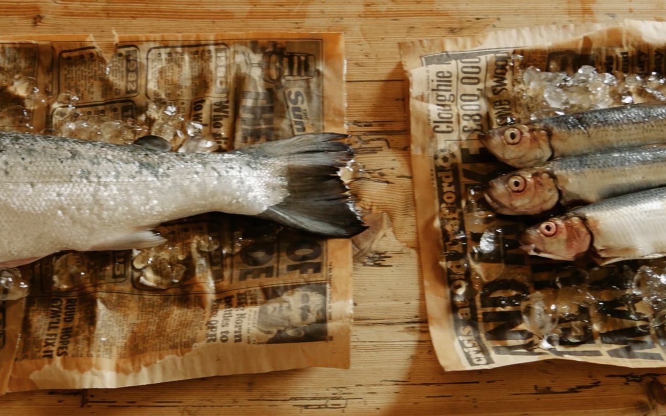 Fish Story | Mindsparkle Mag