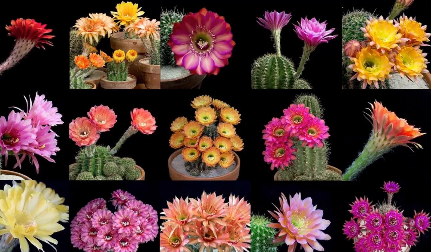 Freaky Flowers | Mindsparkle Mag