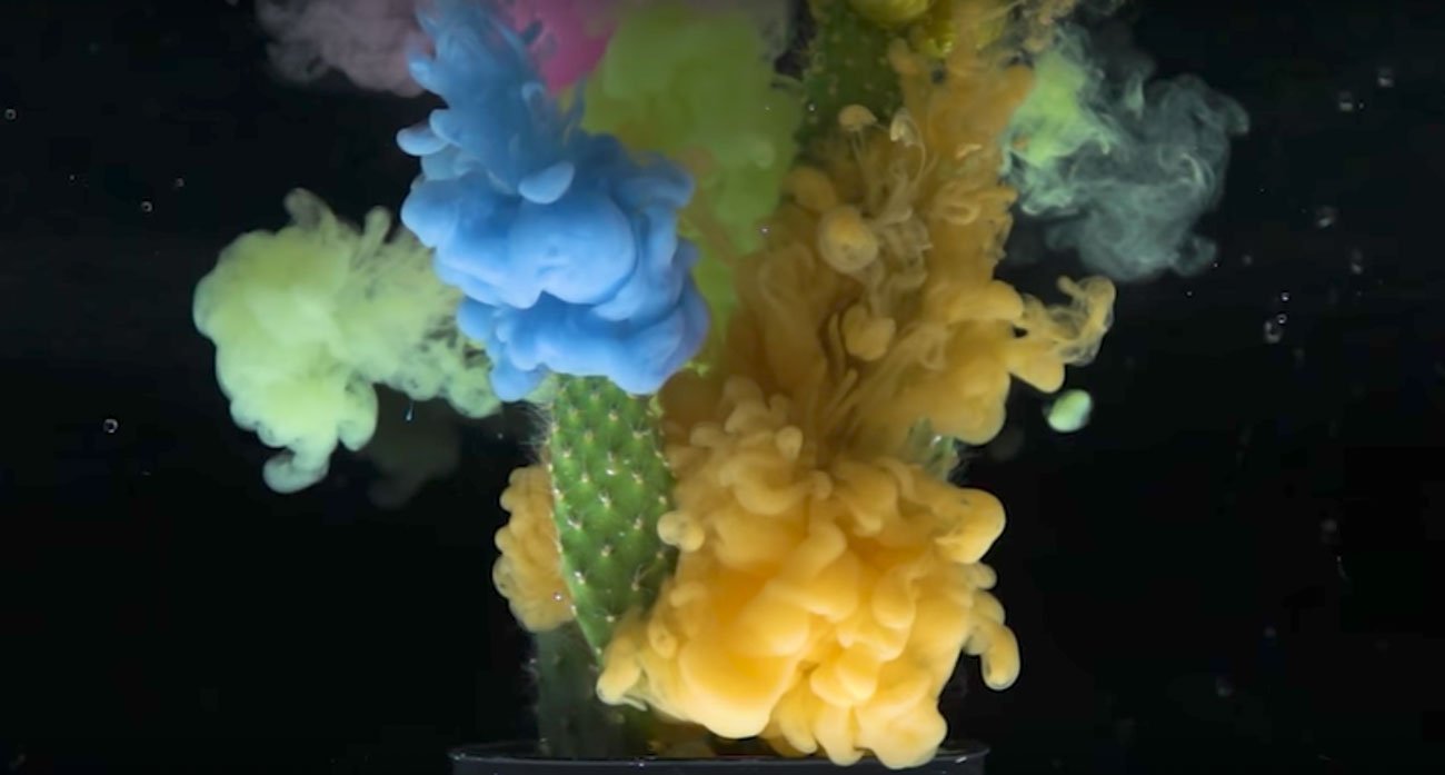 Inked Underwater Succulents | Mindsparkle Mag