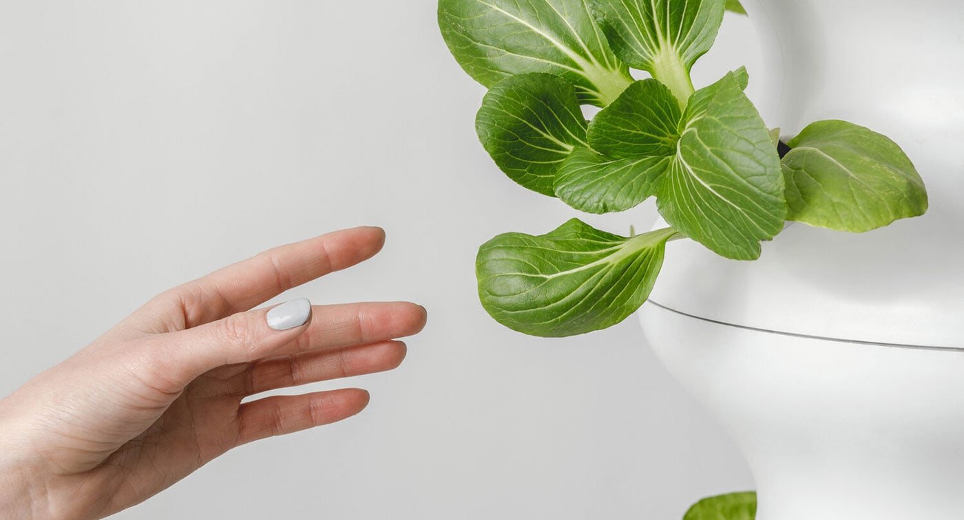 Lettuce Grow Brand Design | Mindsparkle Mag