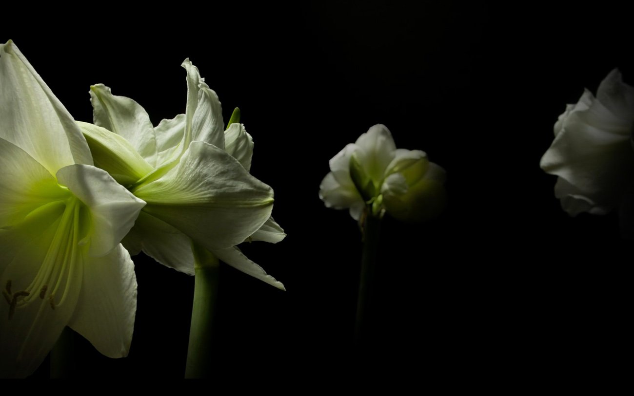 Spring fall time-lapse | Mindsparkle Mag
