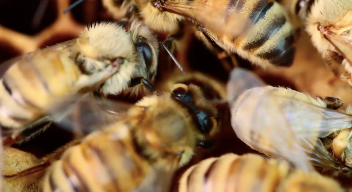 Synthetic Apiary | Mindsparkle Mag