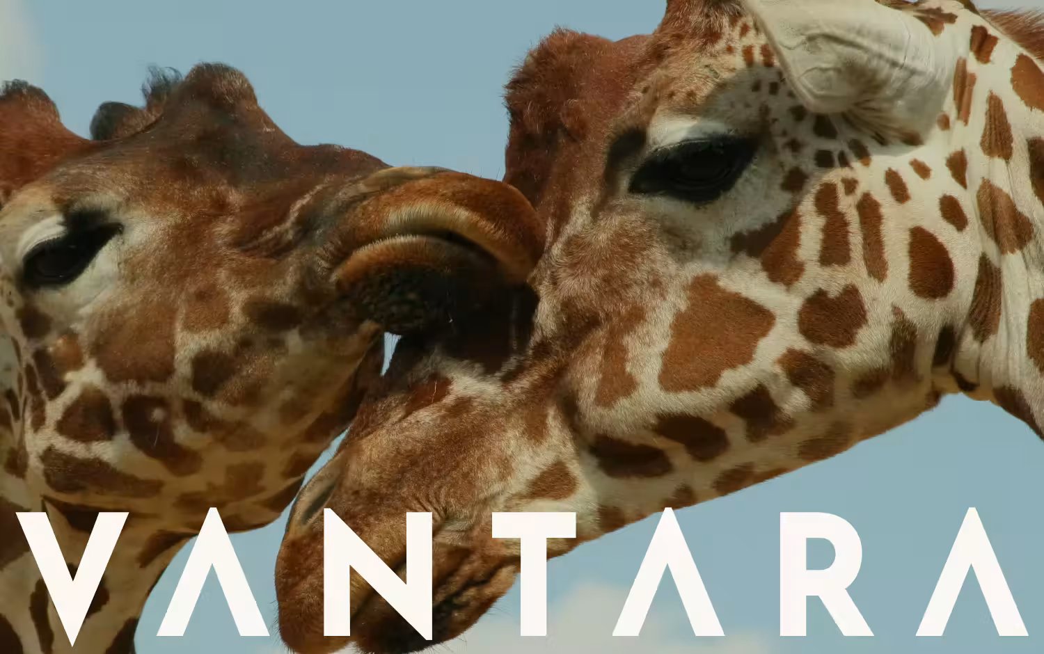 Vantara Animal Rescue & Conservation Centre Branding | Mindsparkle Mag