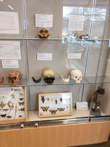 Biological Specimens Artifact