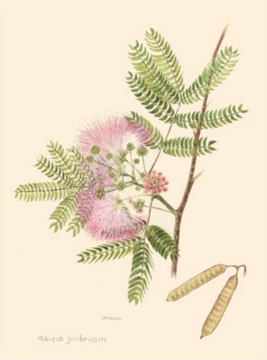 Botanical Illustrations- تصاویر گیاه شناسی