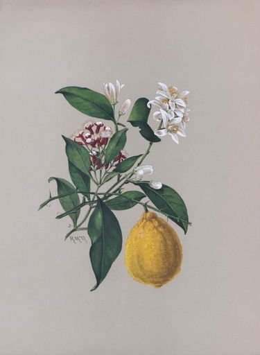 Botanical Painting of a Lemon Plant