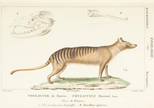 Thylacine Scientific Illustration from Atlas de Zoologie