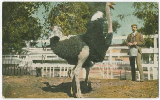 Ward Postcards, Ostrich Farms