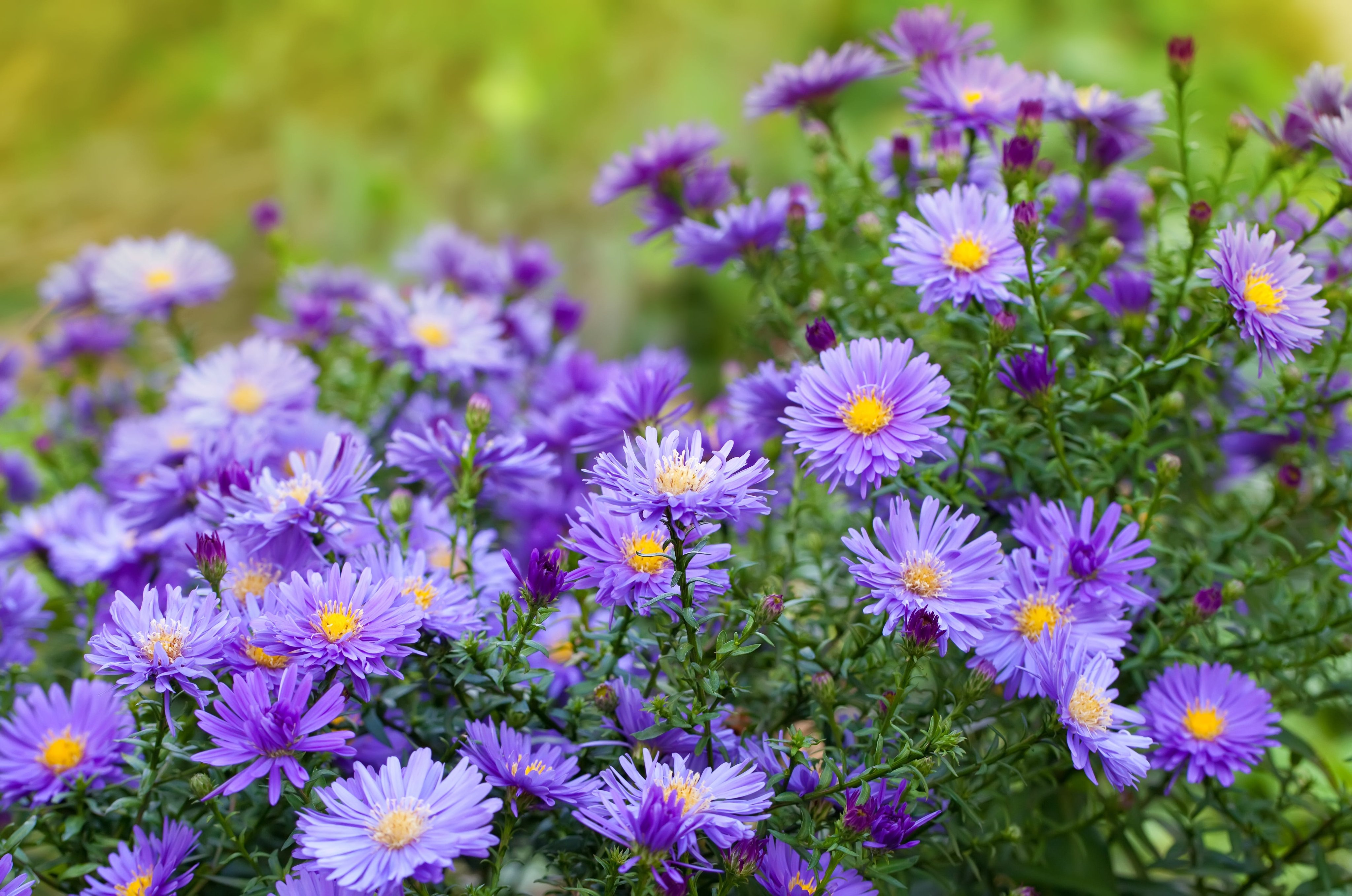 This Pretty Perennial Is the Secret to a More Colorful Fall Garden