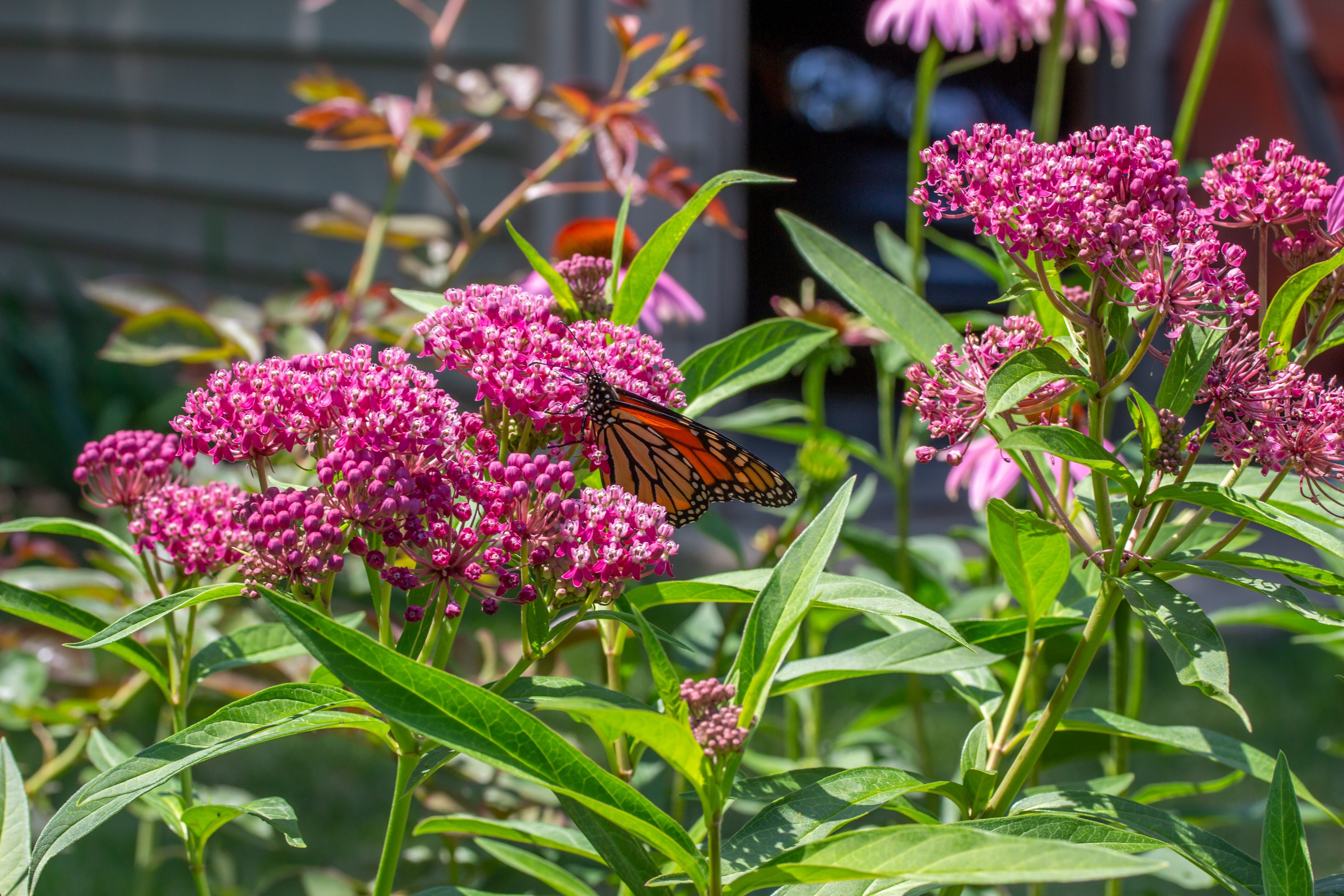 The 8 Best Flowers to Grow in Late-Summer Gardens, According to Horticulturists