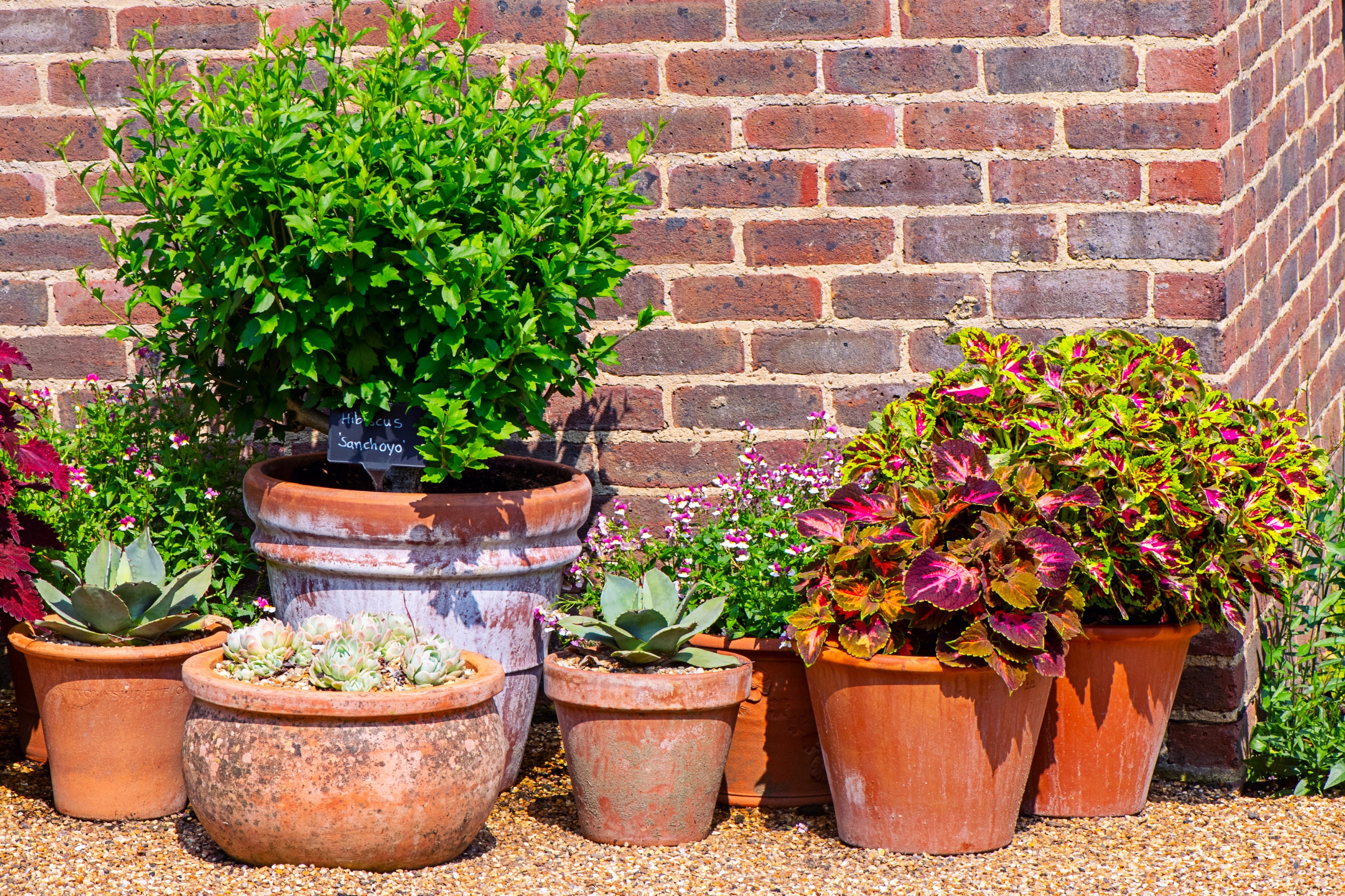 Coleus Is the Colorful Plant Every Beginner Gardener Should Grow