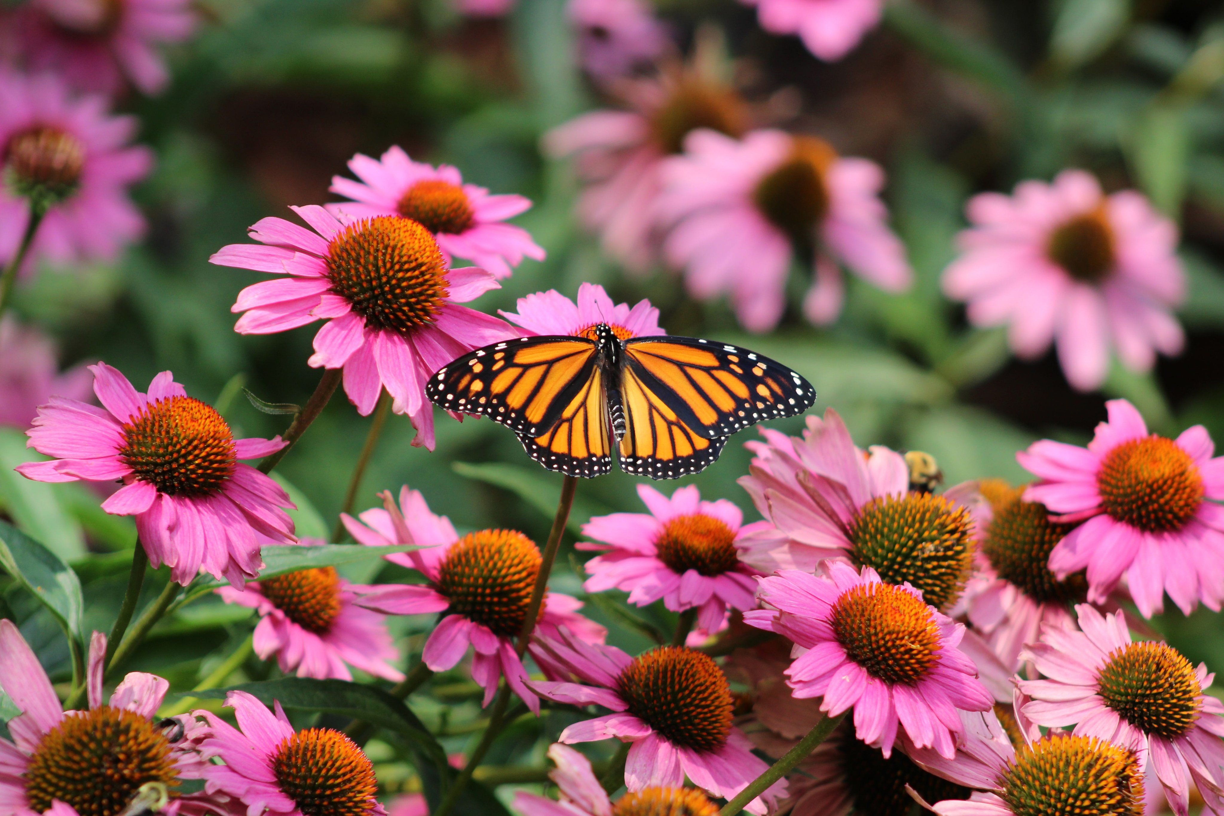 27 Fall Flowers That Keep Your Garden Blooming Long After Summer Ends