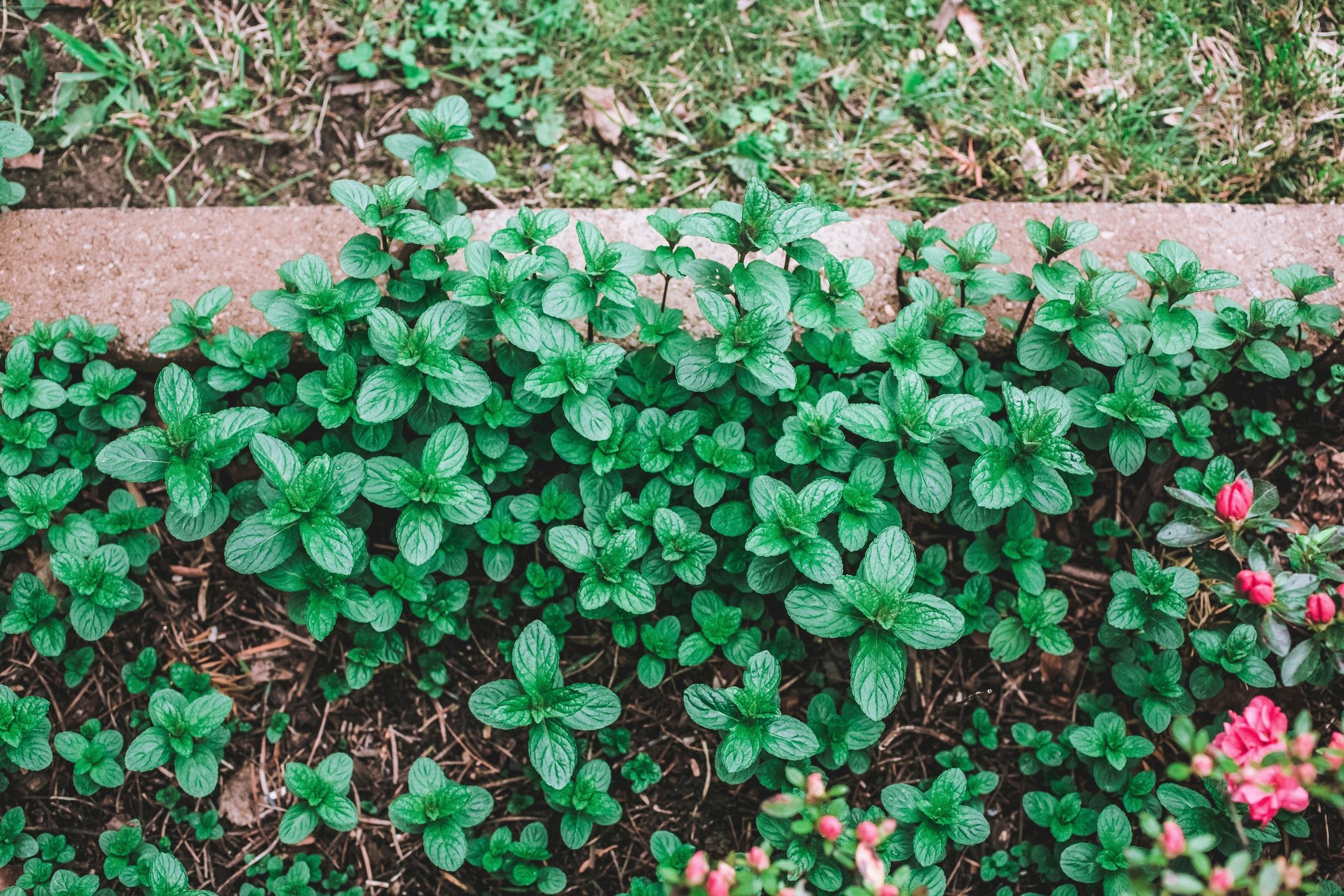 You Can Plant Mint in Garden Beds Without It Taking Over—Here’s How