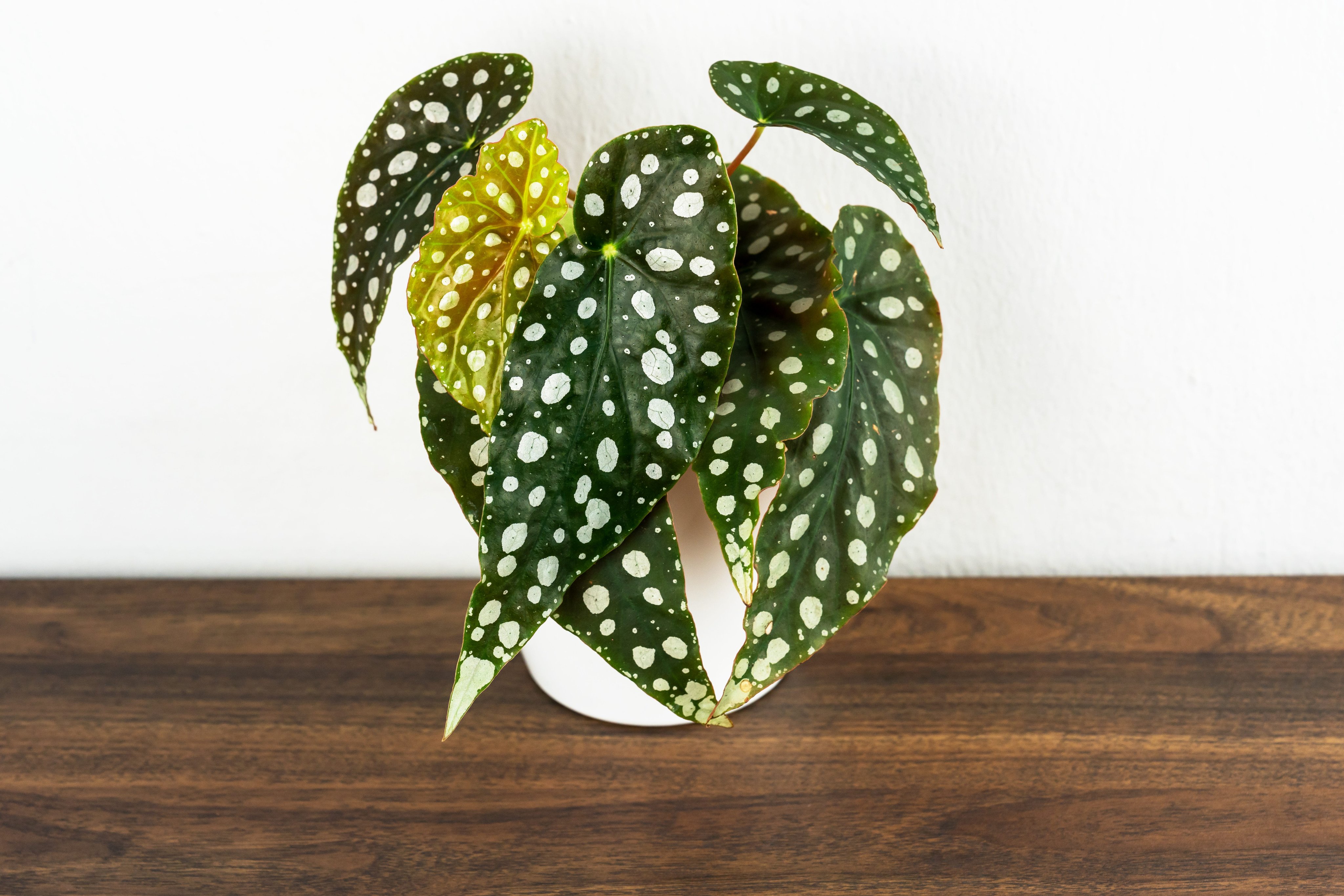 The Polka Dot Begonia Looks Like Living Art—and It’s Easy to Grow and Propagate