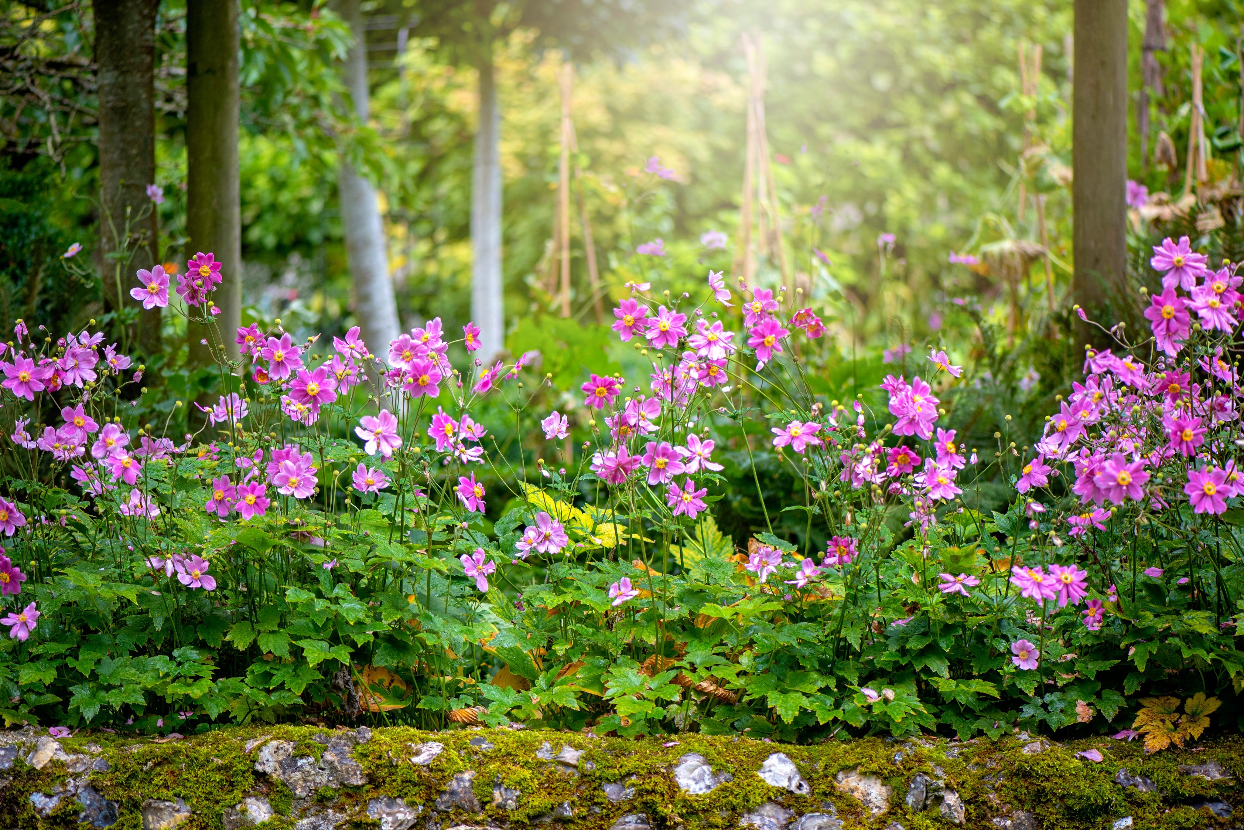 How to Grow Japanese Anemones the Right Way, According to a Garden Expert