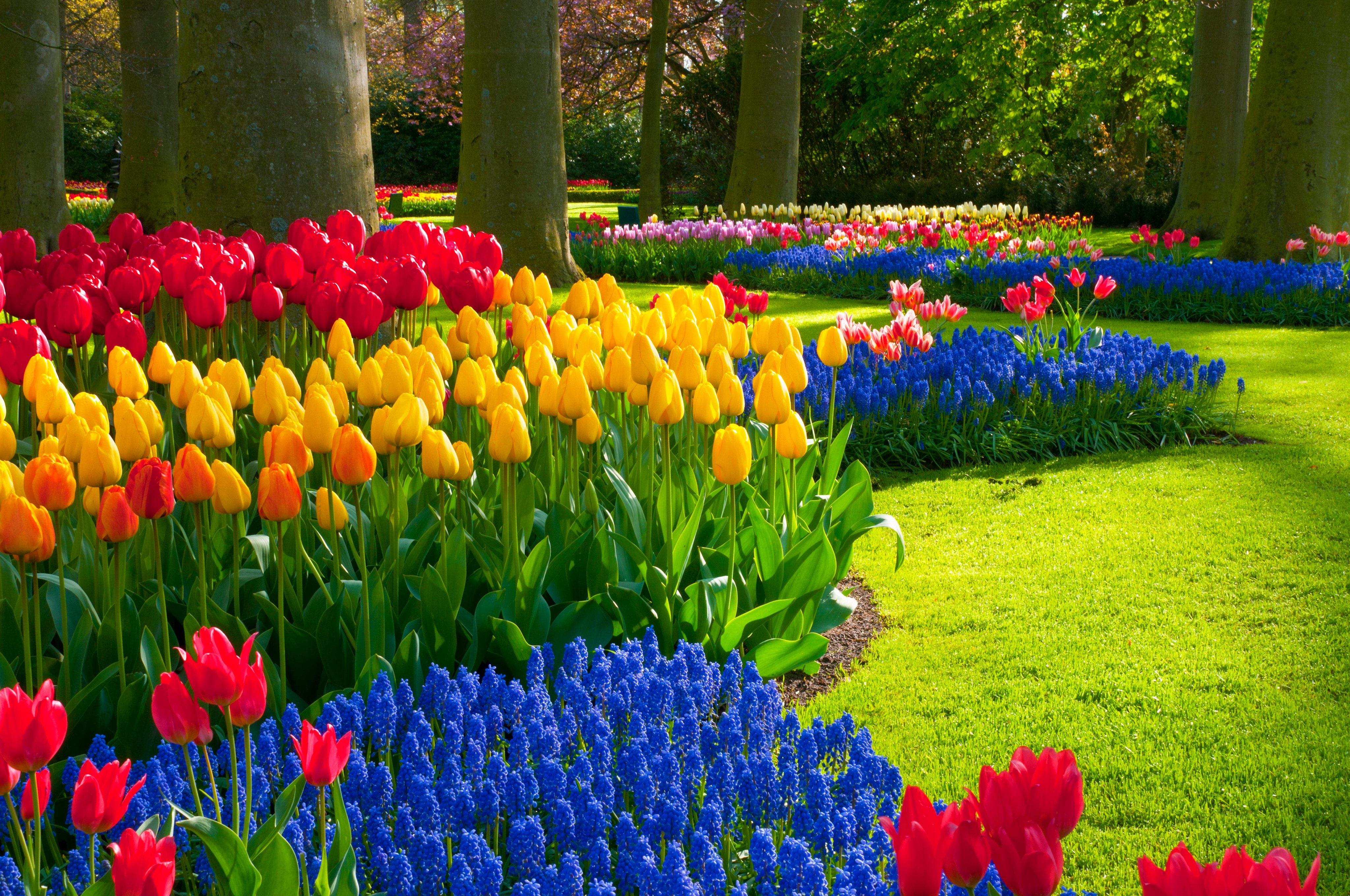 10 Flowering Bulbs to Plant in September—Before the Ground Gets Too Cold