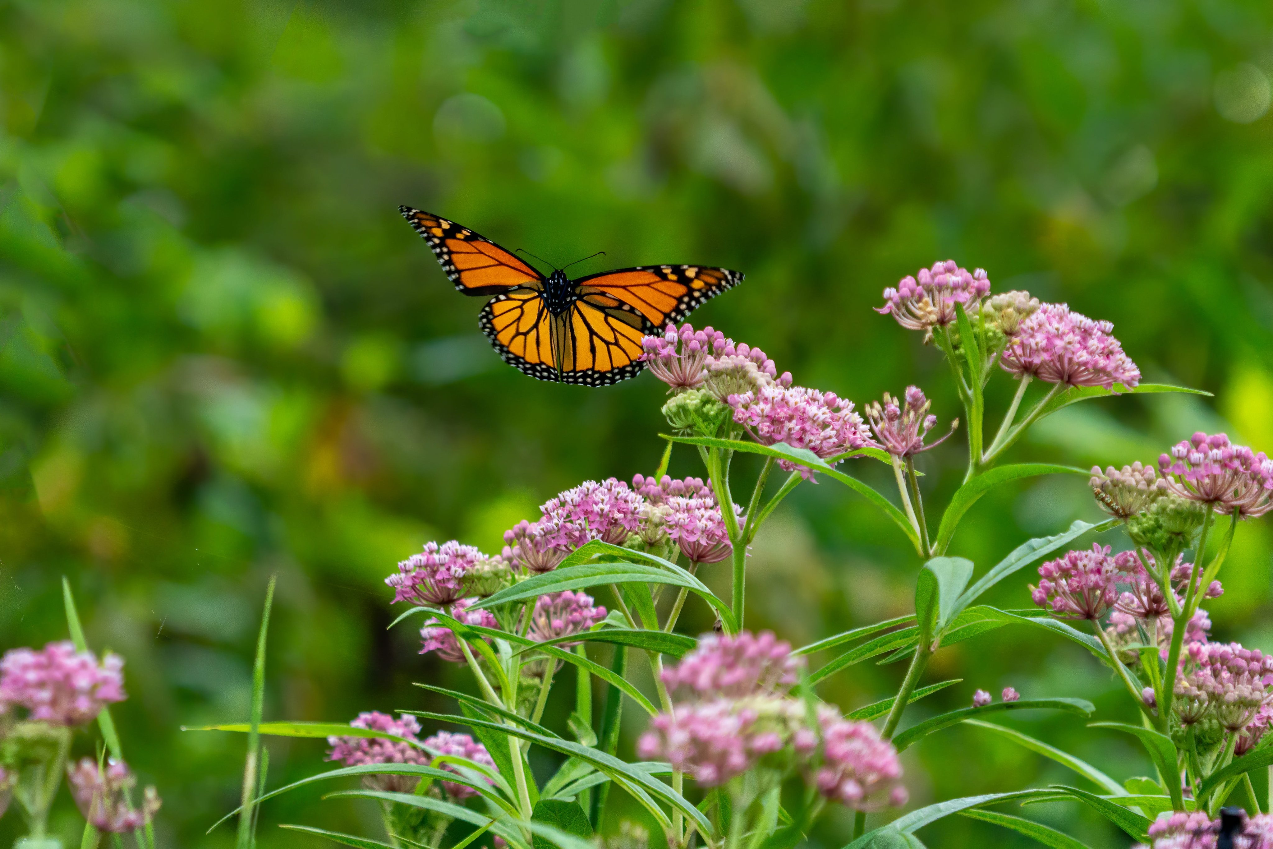 Plant These 8 Flowers Now to Help Monarch Butterflies Before They Migrate